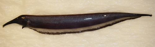 Sternarchorhynchus