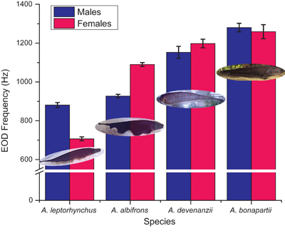 Variation among species in the sexual dimorphism of EOD frequency (EODf)