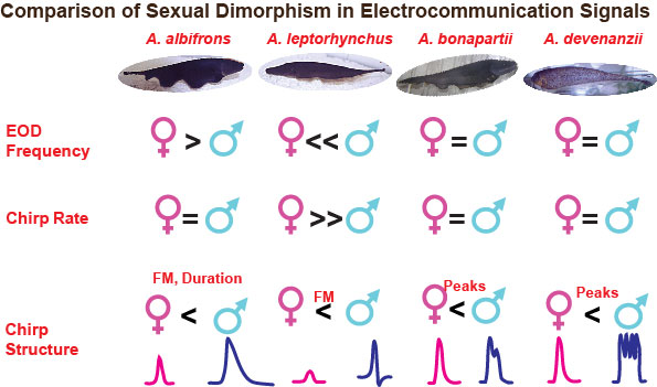Diversity in Sexual Dimorphism